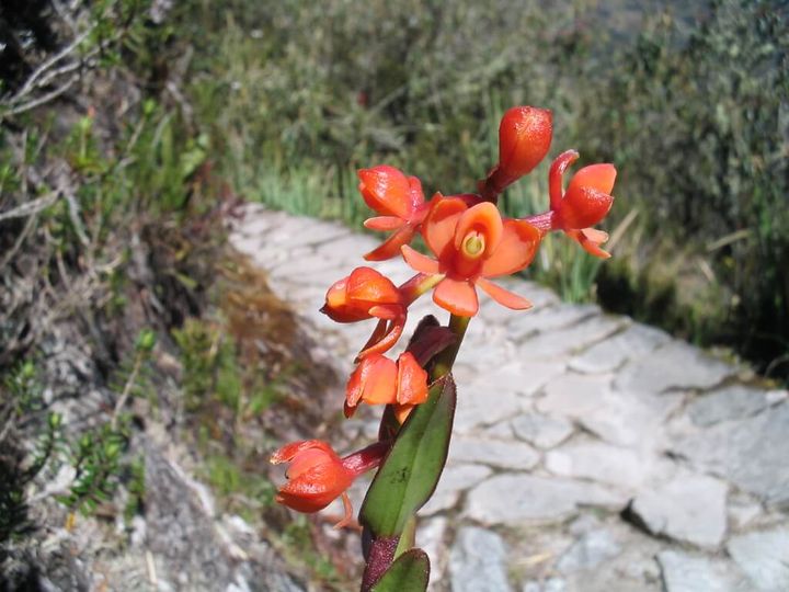 Camino Inca clásico a Machu Picchu – foto 7